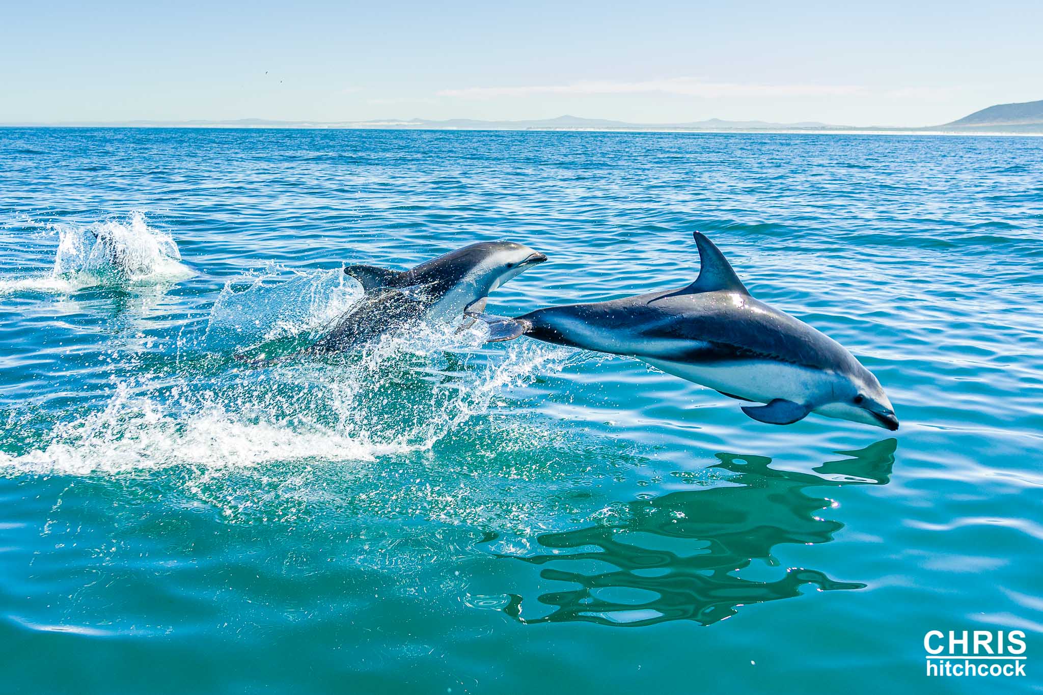 photograph a dolphin